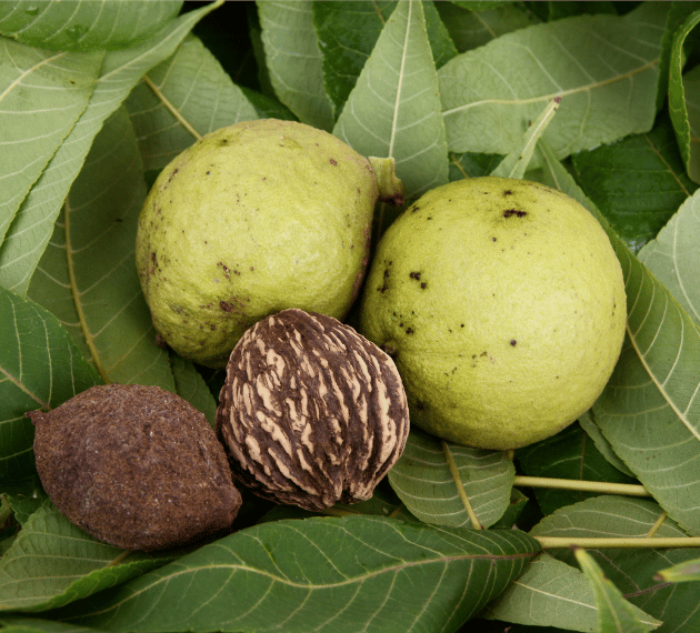 Black walnut tree leaves